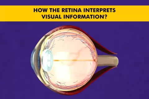 Retinal Health: Functions, Disorders, and Treatment Options
